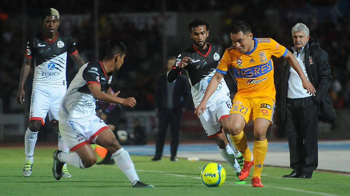 lobos tigres